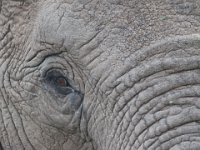 Duplicate  MG 5204 : Elephants, Addo Elephant Park