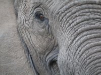 Duplicate  MG 5206 : Elephants, Addo Elephant Park