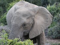 Duplicate  MG 5210 : Elephants, Addo Elephant Park