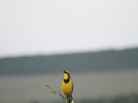Duplicate  MG 5219 : Birds, Addo Elephant Park