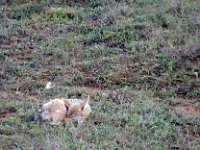 Duplicate  MG 5227a : Addo Elephant Park, Jackal