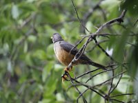 Duplicate  MG 5268 : Birds, Addo Elephant Park
