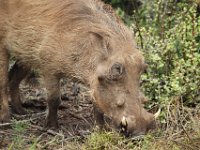 Duplicate  MG 5282 : Addo Elephant Park, Warthog