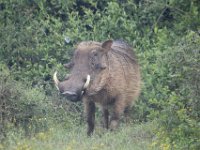 Duplicate  MG 5326 : Addo Elephant Park, Warthog