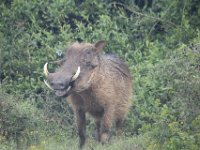 Duplicate  MG 5327 : Addo Elephant Park, Warthog