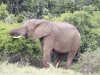 Duplicate  MG 5354 : Elephants, Addo Elephant Park