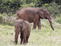 Duplicate  MG 5361 : Elephants, Addo Elephant Park