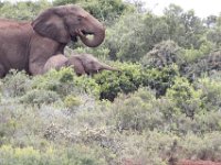 Duplicate  MG 5366 : Elephants, Addo Elephant Park