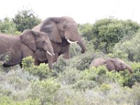 Duplicate  MG 5368 : Elephants, Addo Elephant Park