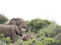 Duplicate  MG 5369 : Elephants, Addo Elephant Park