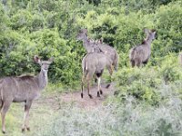Duplicate  MG 5374 : Addo Elephant Park, Koedoe