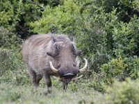 Duplicate  MG 5377 : Addo Elephant Park, Warthog