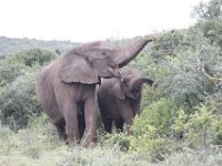 Duplicate  MG 5387 : Elephants, Addo Elephant Park