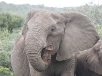 Duplicate  MG 5389 : Elephants, Addo Elephant Park