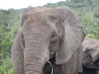 Duplicate  MG 5396 : Elephants, Addo Elephant Park