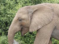 Duplicate  MG 5403 : Elephants, Addo Elephant Park