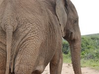 Duplicate  MG 5404 : Elephants, Addo Elephant Park