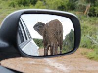Duplicate  MG 5406 : Elephants, Addo Elephant Park