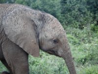Duplicate  MG 5415 : Elephants, Addo Elephant Park