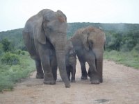 Duplicate  MG 5416 : Elephants, Addo Elephant Park