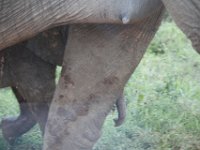 Duplicate  MG 5417 : Elephants, Addo Elephant Park