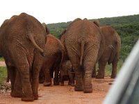 Duplicate  MG 5418a : Elephants, Addo Elephant Park