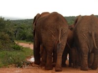 Duplicate  MG 5419a : Elephants, Addo Elephant Park
