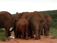 Duplicate  MG 5420a : Elephants, Addo Elephant Park