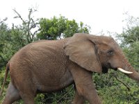 Duplicate  MG 5432 : Elephants, Addo Elephant Park