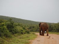 Duplicate  MG 5437 : Elephants, Addo Elephant Park