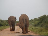 Duplicate  MG 5442 : Elephants, Addo Elephant Park