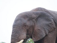 Duplicate  MG 5454 : Elephants, Addo Elephant Park