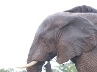 Duplicate  MG 5455 : Elephants, Addo Elephant Park