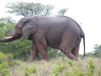 Duplicate  MG 5456 : Elephants, Addo Elephant Park