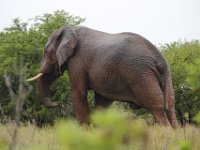 Duplicate  MG 5459 : Elephants, Addo Elephant Park
