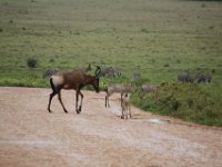 Duplicate  MG 5472 : Zebra, Addo Elephant Park, Rood Hartebeest