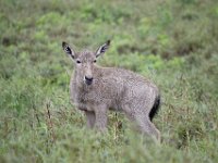 Duplicate  MG 5482 : Zebra, Addo Elephant Park, Rood Hartebeest