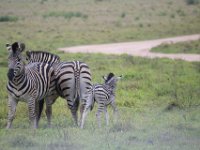 Duplicate  MG 5499 : Zebra, Addo Elephant Park