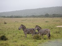 Duplicate  MG 5500 : Zebra, Addo Elephant Park
