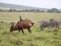 Duplicate  MG 5505 : Zebra, Addo Elephant Park, Rood Hartebeest