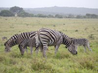 Duplicate  MG 5506 : Zebra, Addo Elephant Park