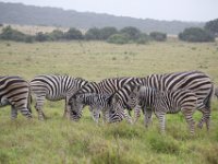 Duplicate  MG 5508 : Zebra, Addo Elephant Park