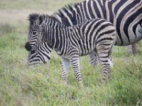 Duplicate  MG 5512 : Zebra, Addo Elephant Park