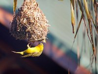 Duplicate  MG 5033a : Birds, Knysna