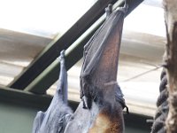 Duplicate  MG 5594 : Bats, Oudtshoorn