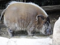 Duplicate  MG 5603 : Oudtshoorn, Pigs
