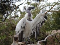 Duplicate  MG 5623 : Gieren, Oudtshoorn