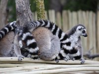 Duplicate  MG 5628 : Lemurs, Oudtshoorn