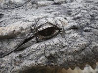 Duplicate  MG 5662 : Alligators, Oudtshoorn