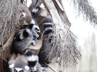 Duplicate  MG 5664 : Lemurs, Oudtshoorn